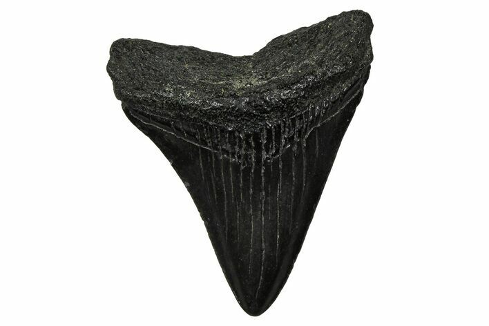 Serrated, Juvenile Megalodon Tooth - South Carolina #375931